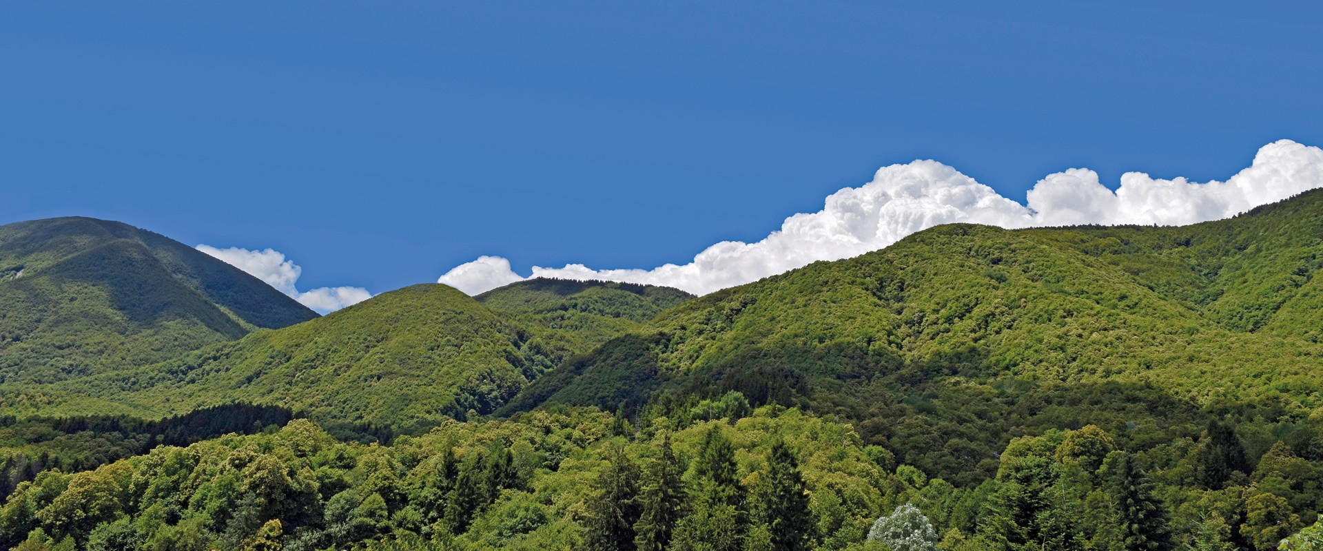 Tarsogno